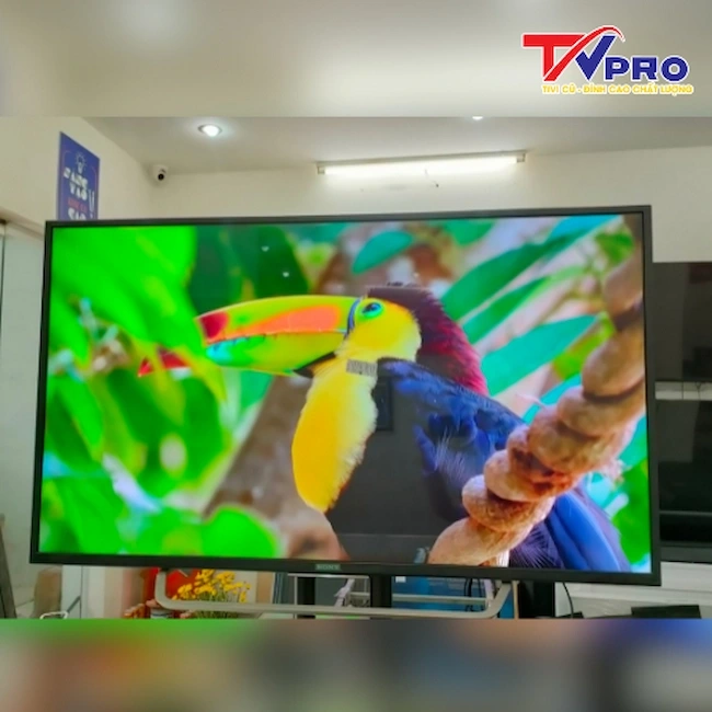 so sánh tivi led và oled